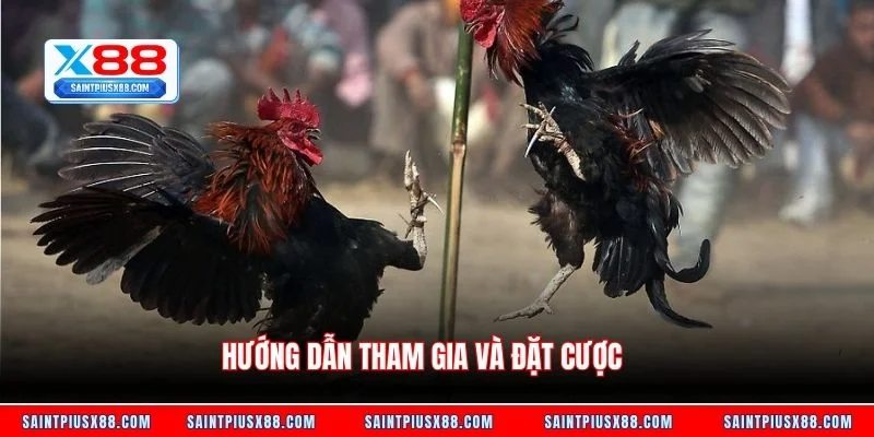 Hướng dẫn tham gia và đặt cược 