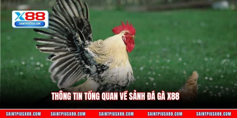Thông tin tổng quan về sảnh đá gà X88